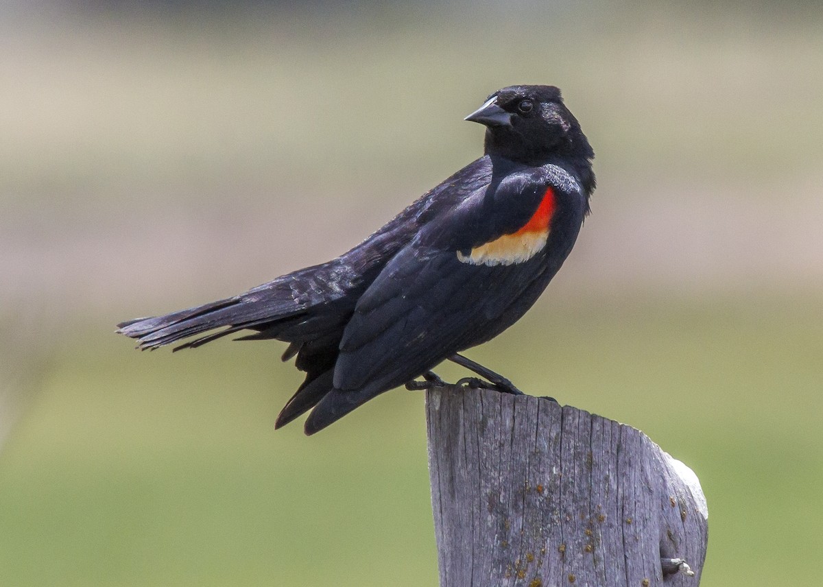 Red-winged Blackbird (Red-winged) - ML339583091
