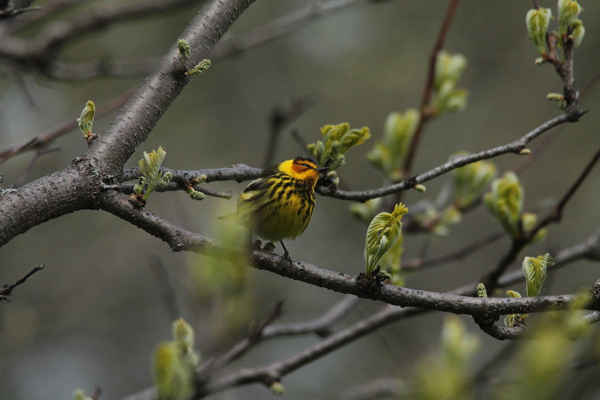 Cape May Warbler - ML33958431