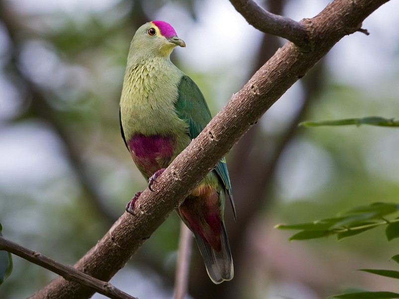 Red-bellied Fruit-Dove - Lars Petersson