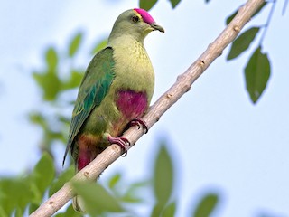  - Red-bellied Fruit-Dove