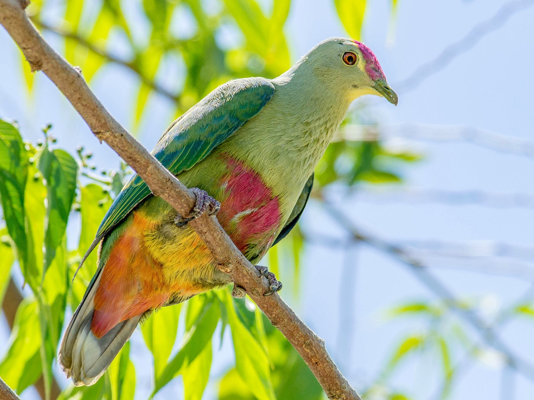 Red-bellied Fruit-Dove - Peter Taylor