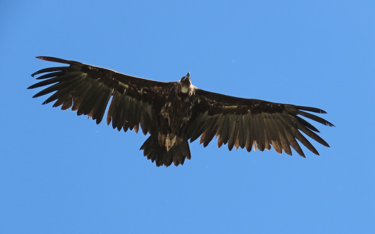 Cinereous Vulture - ML339588331
