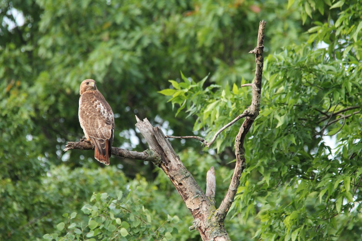 Red-tailed Hawk - ML33958941