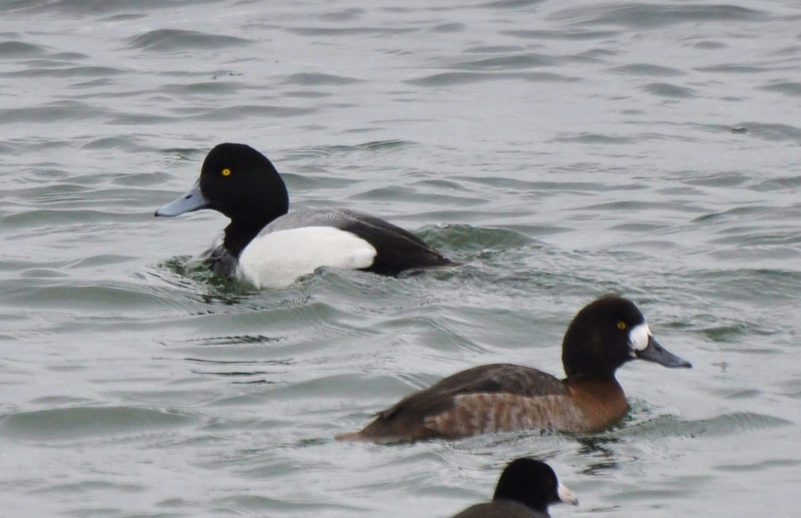 Greater Scaup - ML33959001