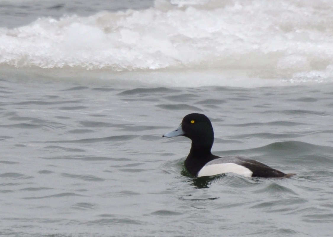Greater Scaup - Mike Stewart