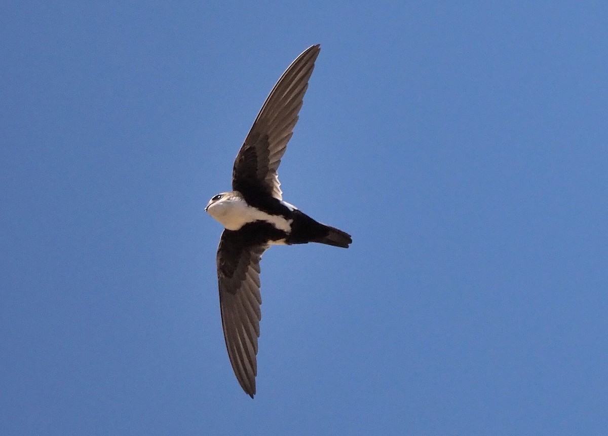 White-throated Swift - ML339594711