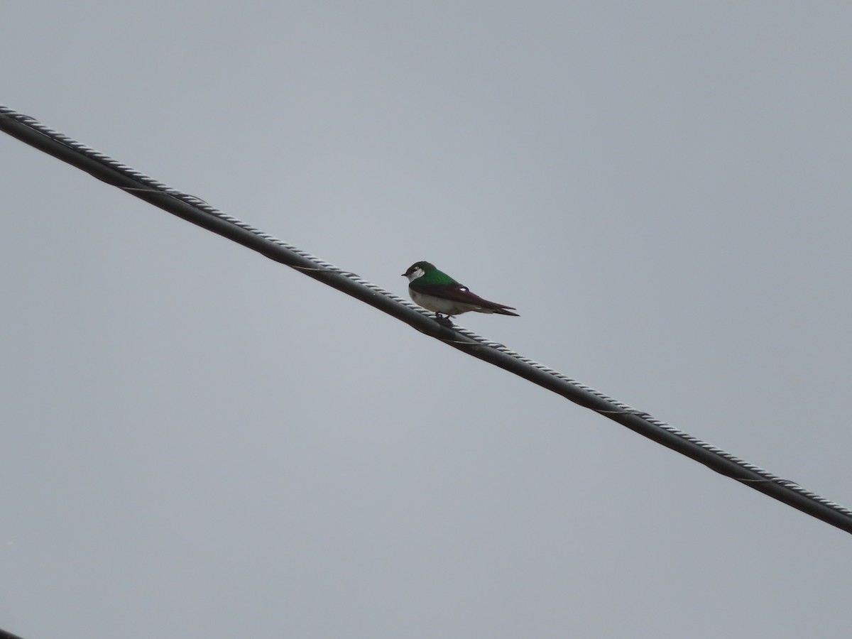 Violet-green Swallow - ML339594891
