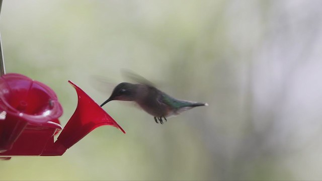 Рубиновогорлый колибри - ML339596081