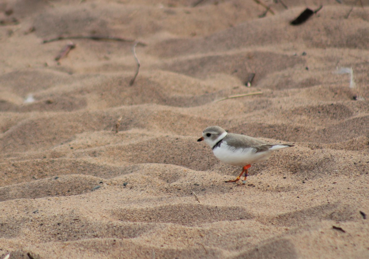 Piping Plover - ML339601131