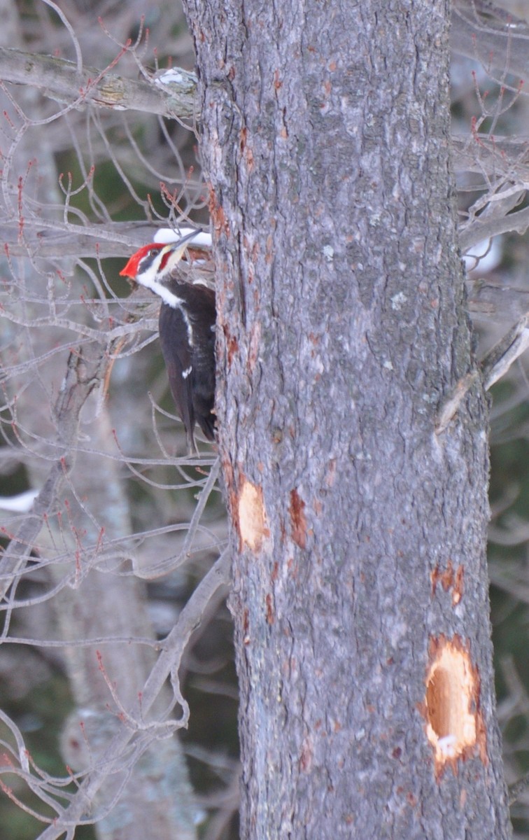 Pileated Woodpecker - ML33960171