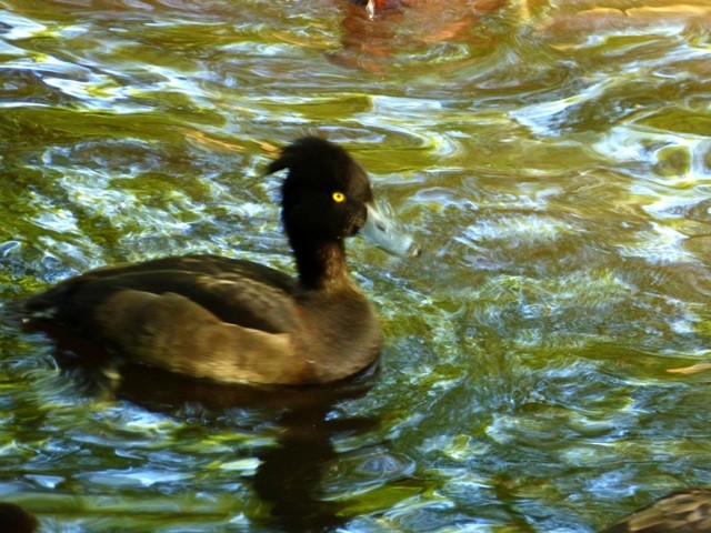 Tufted Duck - ML33960291