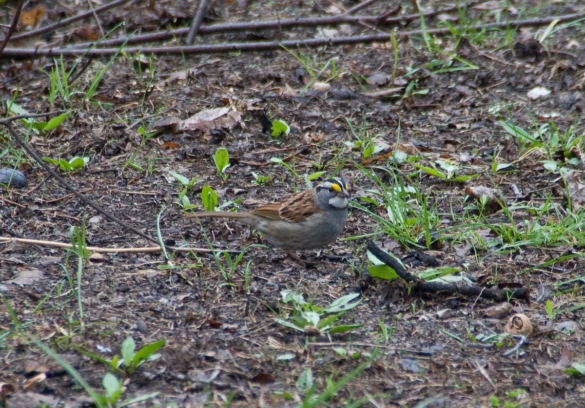 White-throated Sparrow - ML33961441