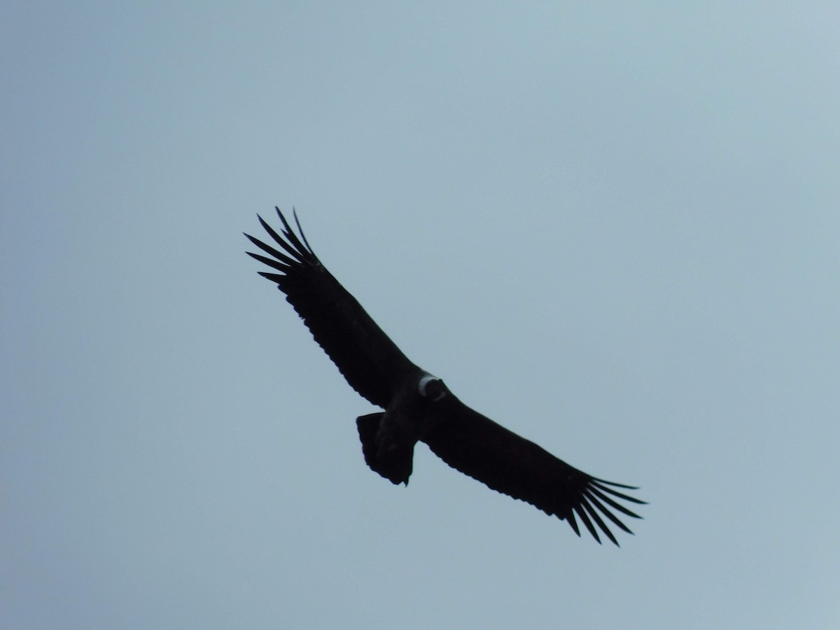 Andean Condor - ML339614721
