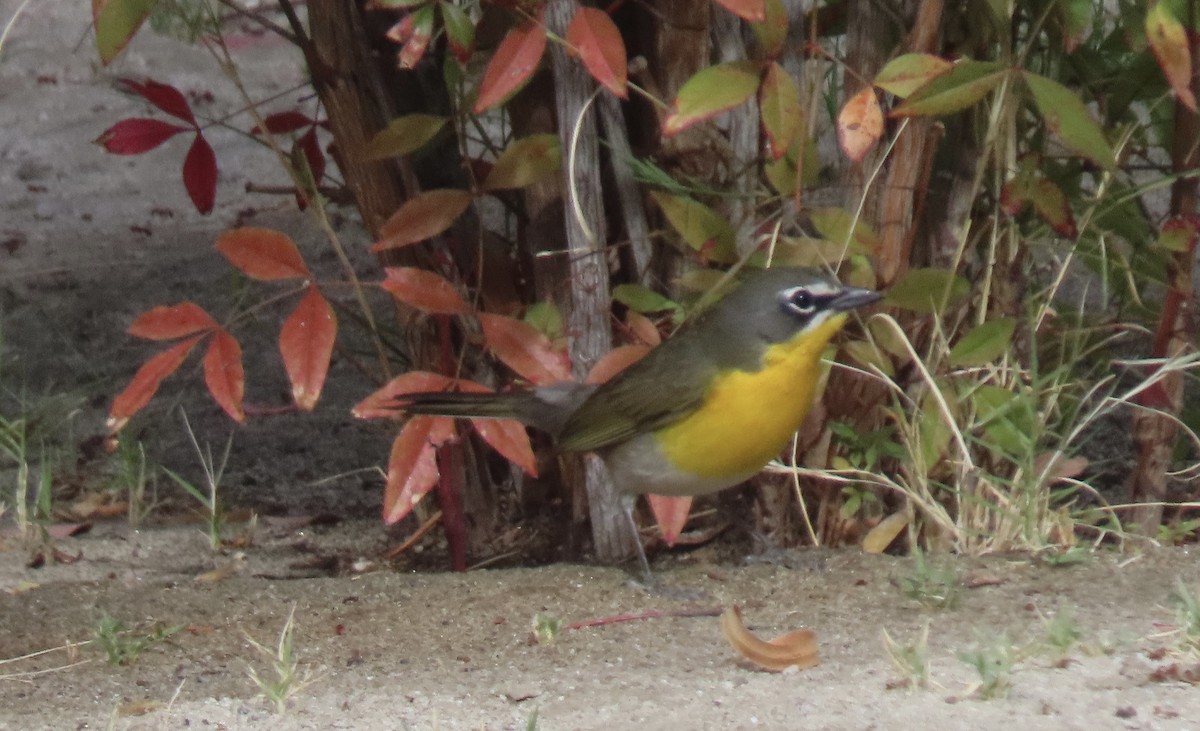 Yellow-breasted Chat - Kim Harrison