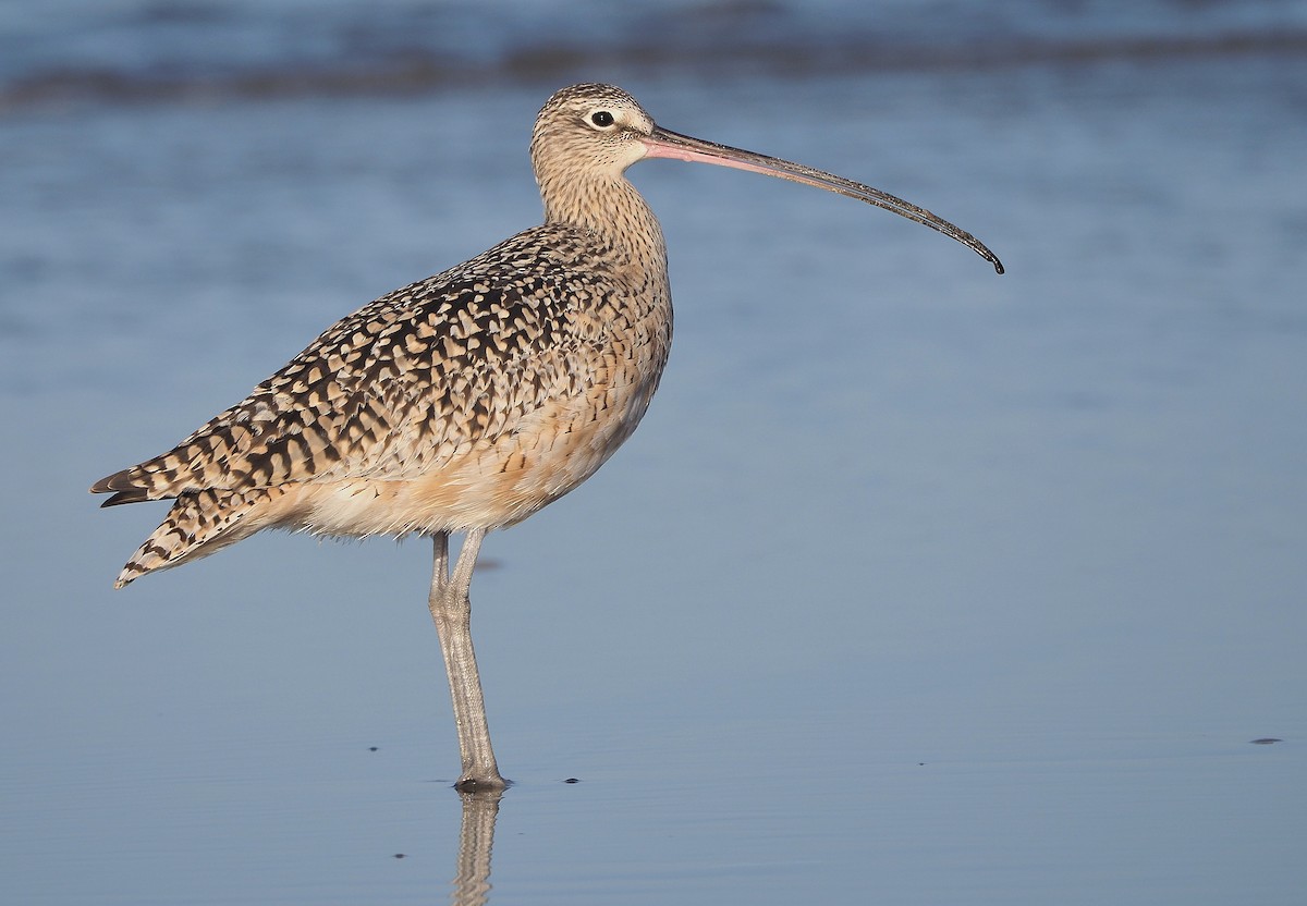 Long-billed Curlew - ML339620611