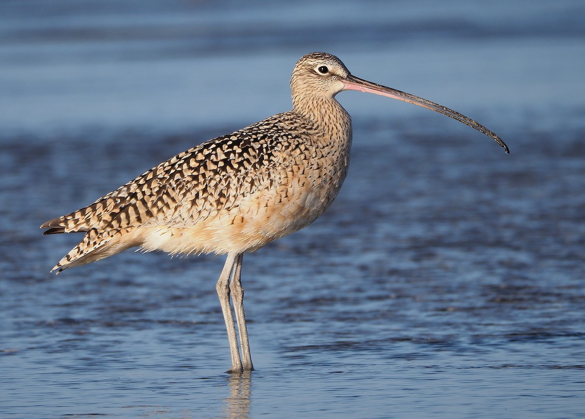 Long-billed Curlew - ML339620631