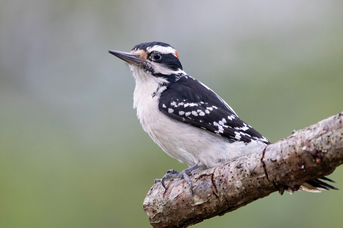 Hairy Woodpecker - Matthew Plante