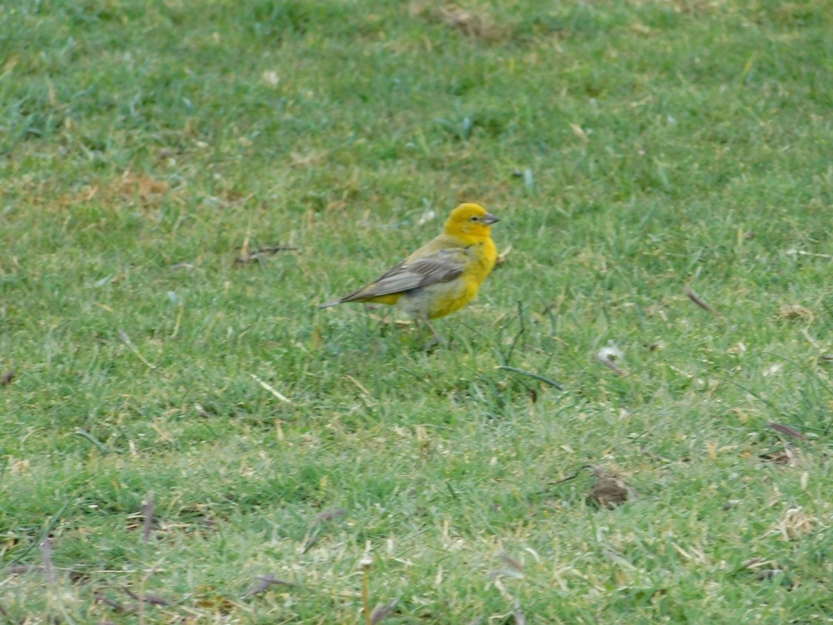Greater Yellow-Finch - ML339629161