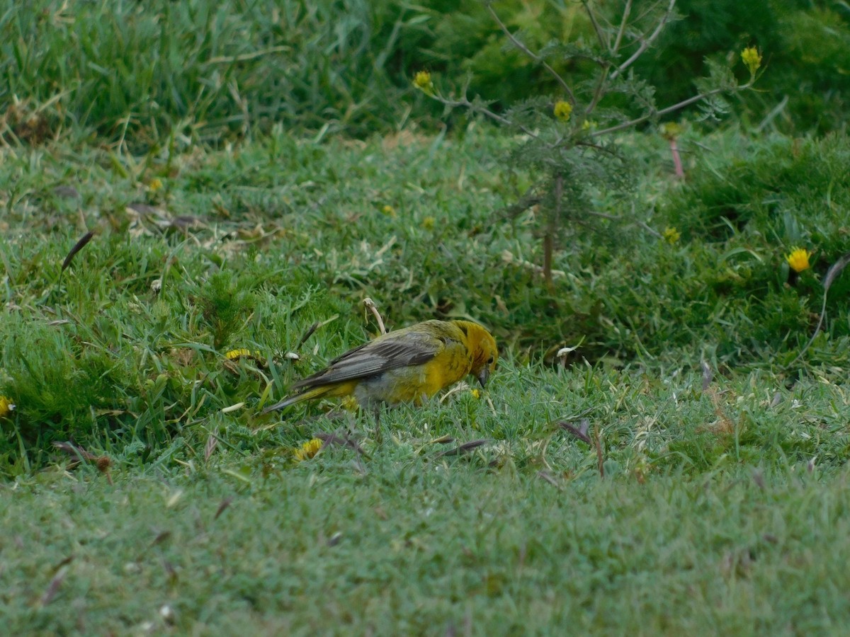 Greater Yellow-Finch - ML339629871