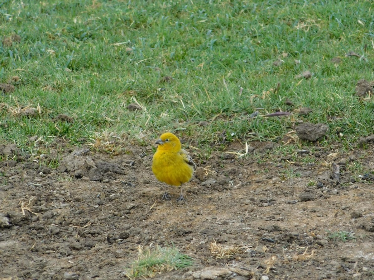 Greater Yellow-Finch - ML339630031