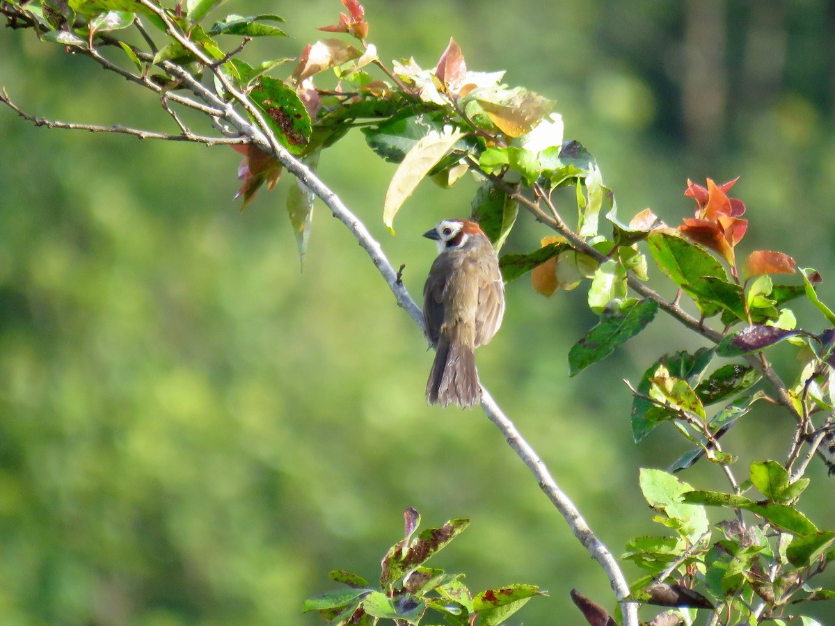 White-faced Ground-Sparrow - John van Dort
