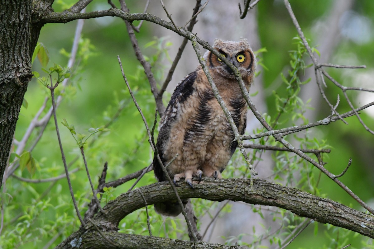 Great Horned Owl - Tom Farrell