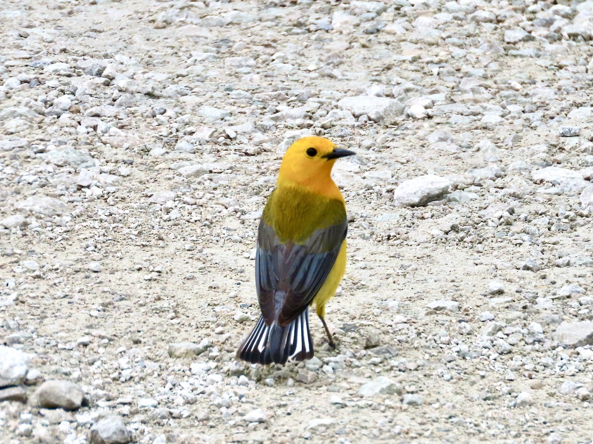 Prothonotary Warbler - ML339637101