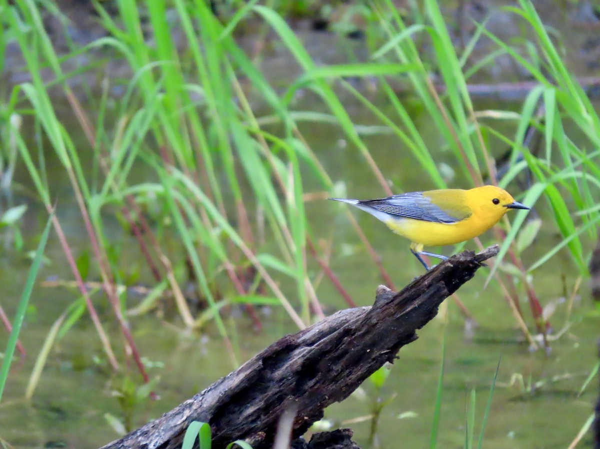 Prothonotary Warbler - ML339637221