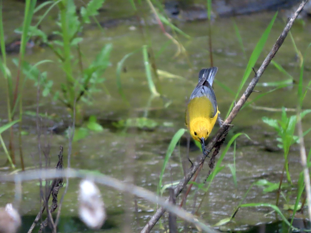 Prothonotary Warbler - ML339637241