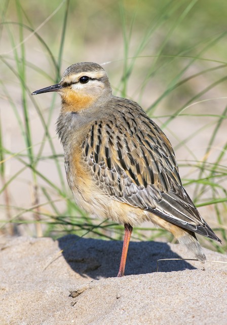  - Tawny-throated Dotterel - 