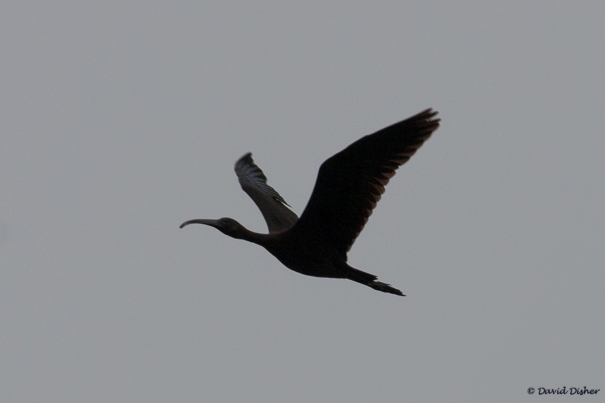 ibis hnědý - ML33964971