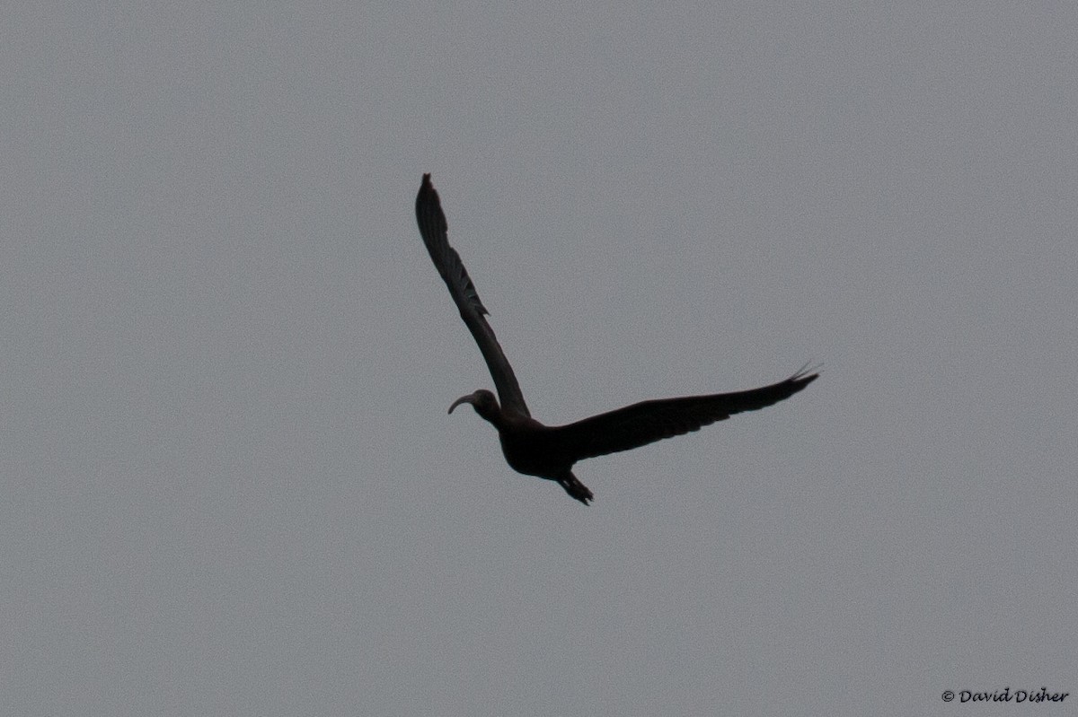 ibis hnědý - ML33964991