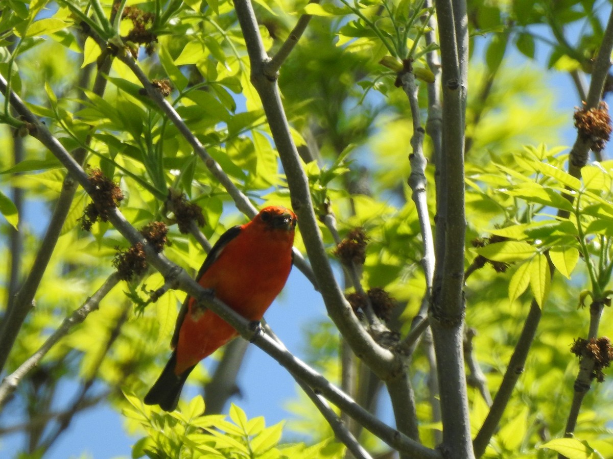 Scarlet Tanager - ML339649911