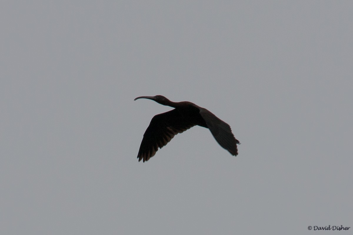 ibis hnědý - ML33965001