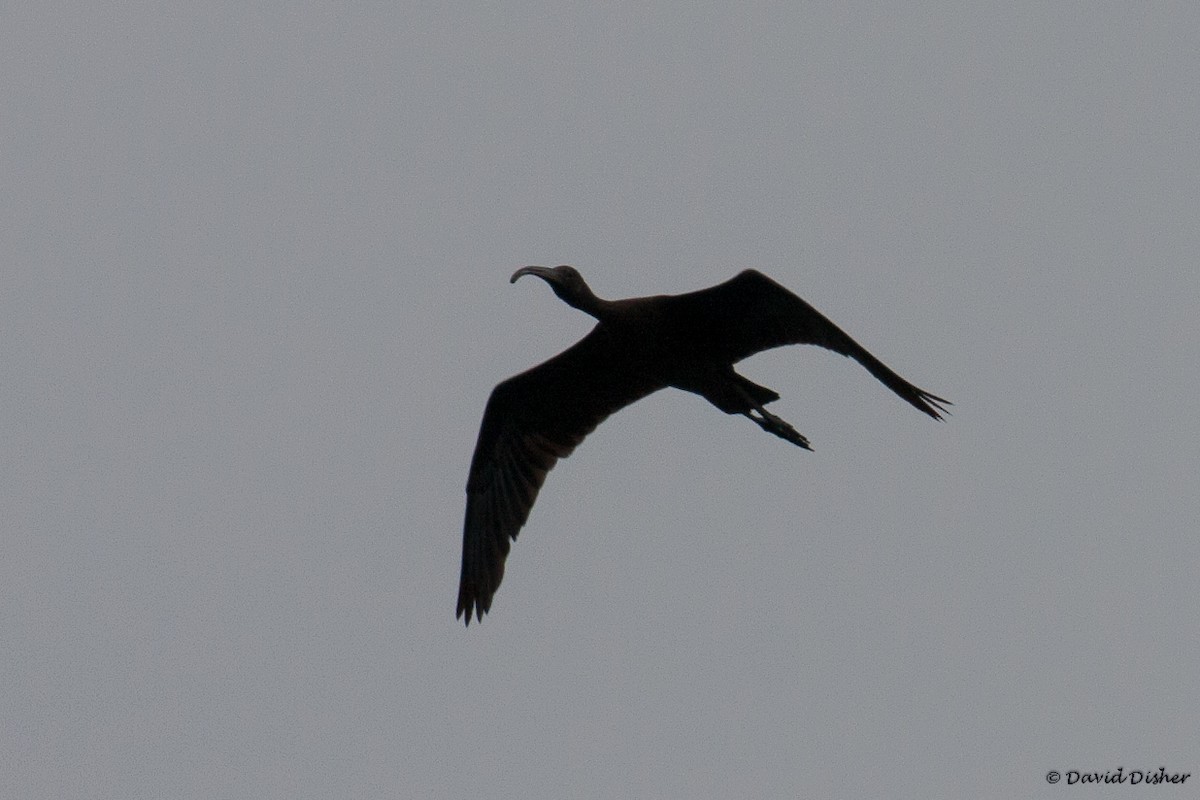ibis hnědý - ML33965011