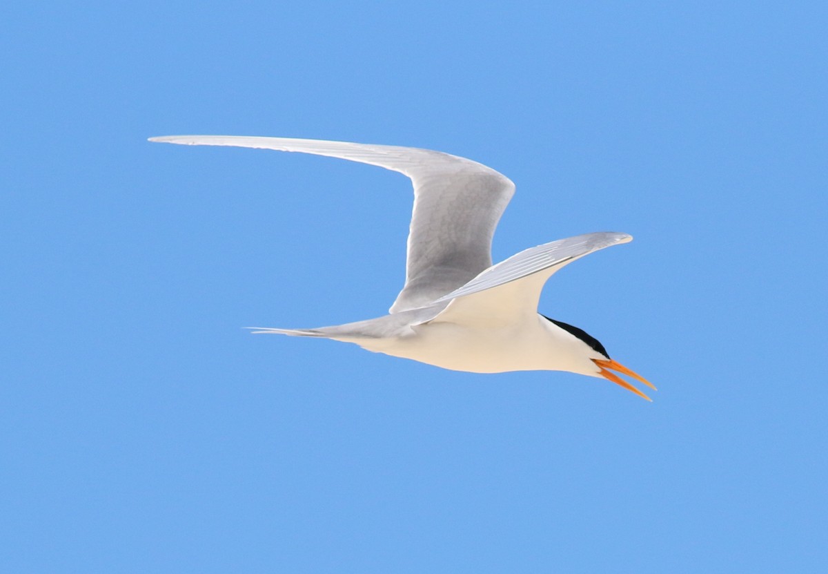 Lesser Crested Tern - ML33965371
