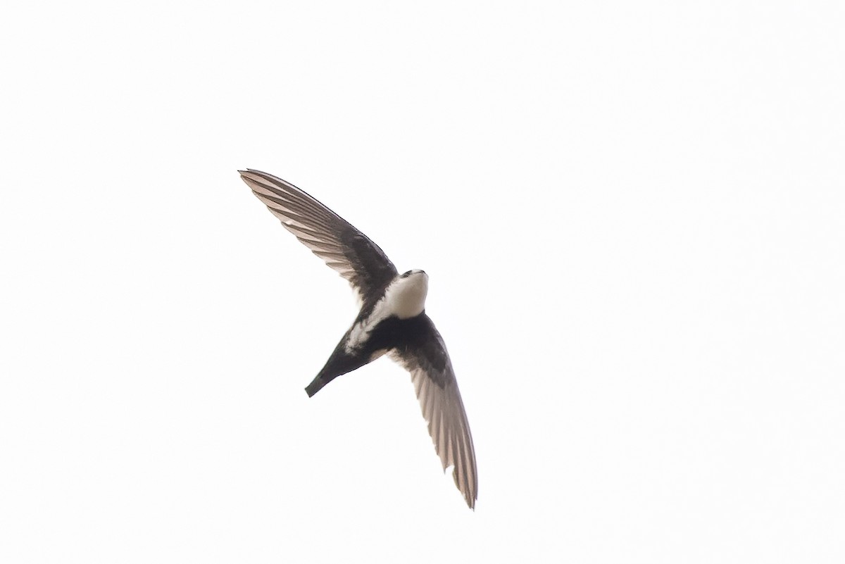 White-throated Swift - Gizella Nyquist