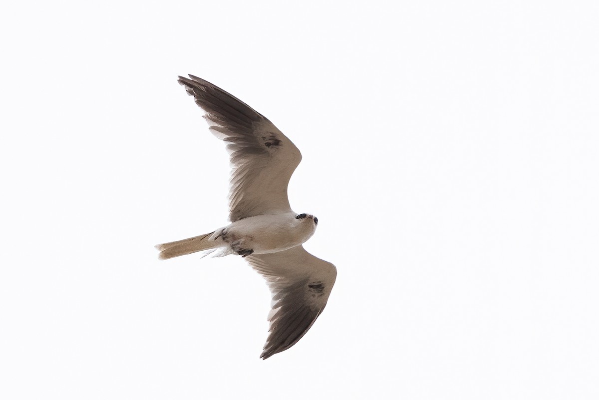 White-tailed Kite - Gizella Nyquist