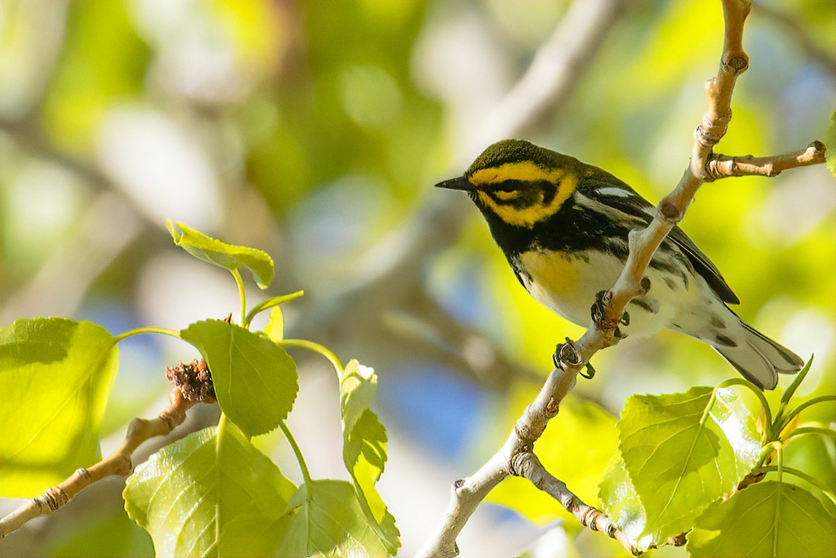 雑種 タウンゼンドアメリカムシクイ ｘ ノドグロミドリアメリカムシクイ - eBird