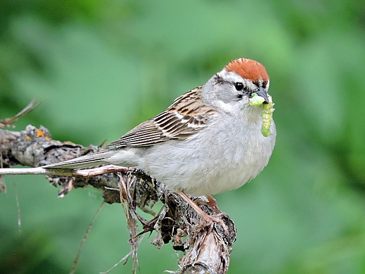 Chipping Sparrow - Denny Granstrand