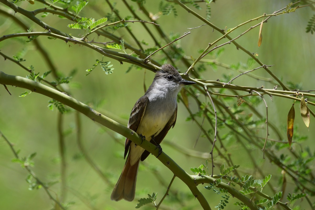 Ash-throated Flycatcher - Ethan Compton
