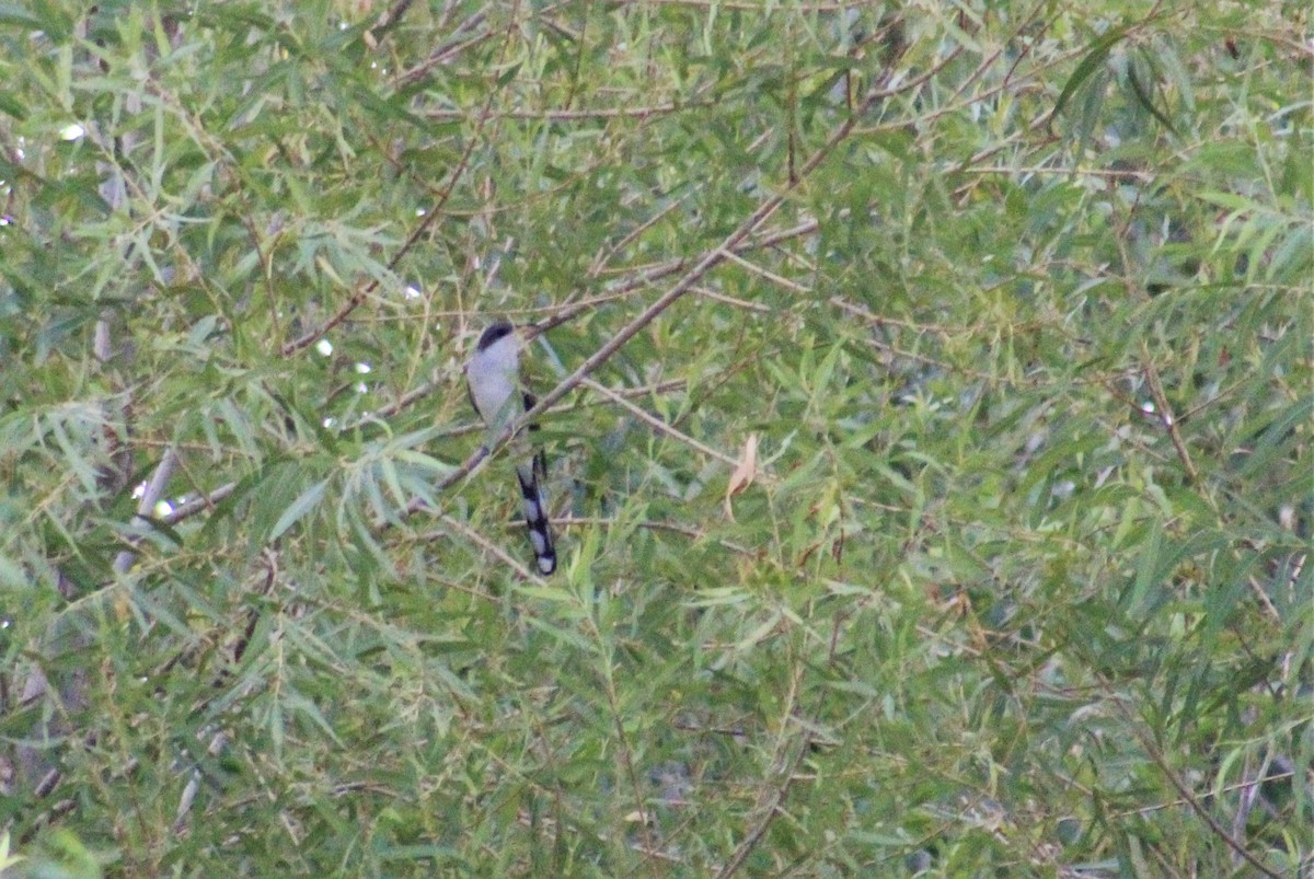Yellow-billed Cuckoo - Southern Sierra Research Station