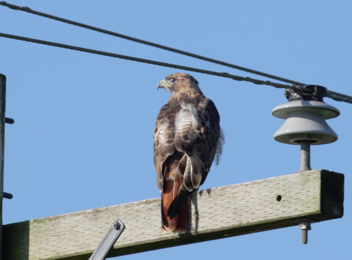 Red-tailed Hawk - ML33966831