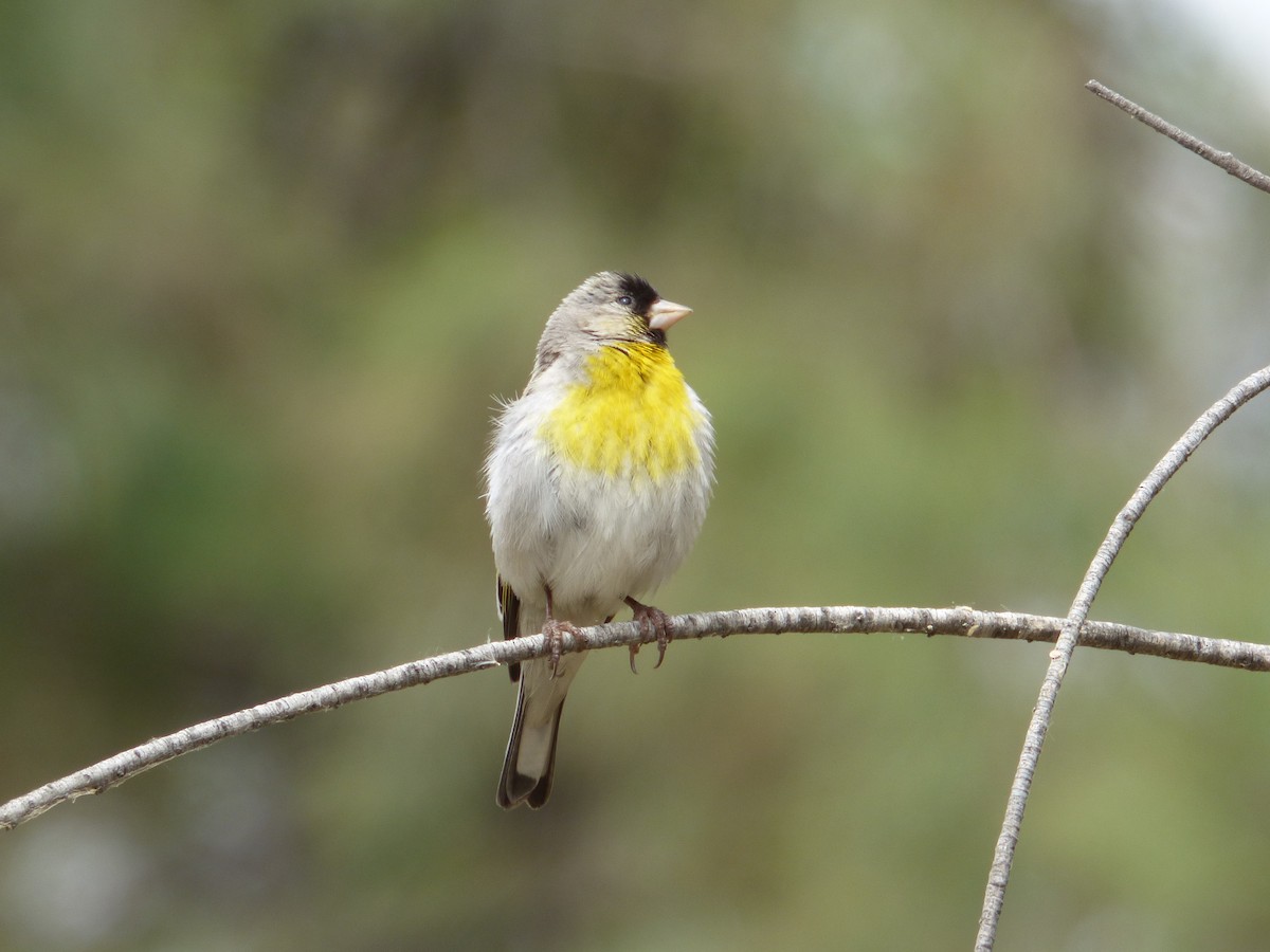 Lawrence's Goldfinch - ML339673081