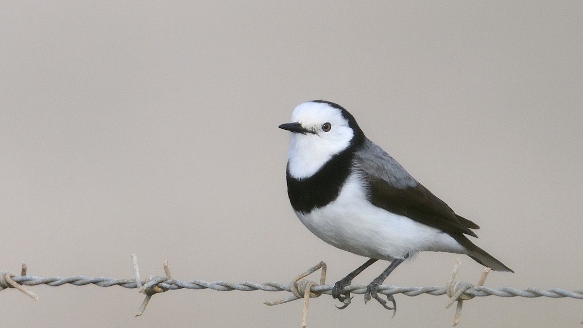 White-fronted Chat - Elaine Rose