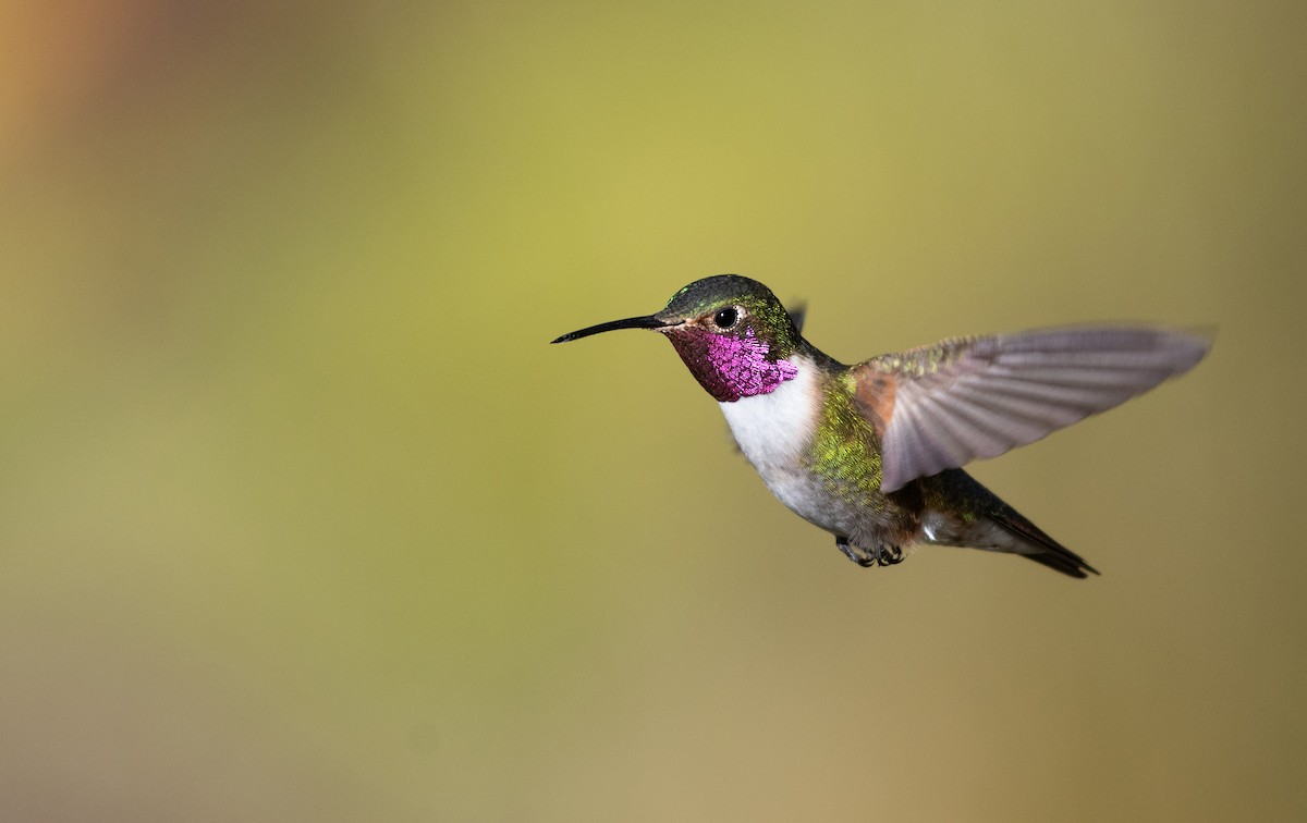 Broad-tailed Hummingbird - ML339675981
