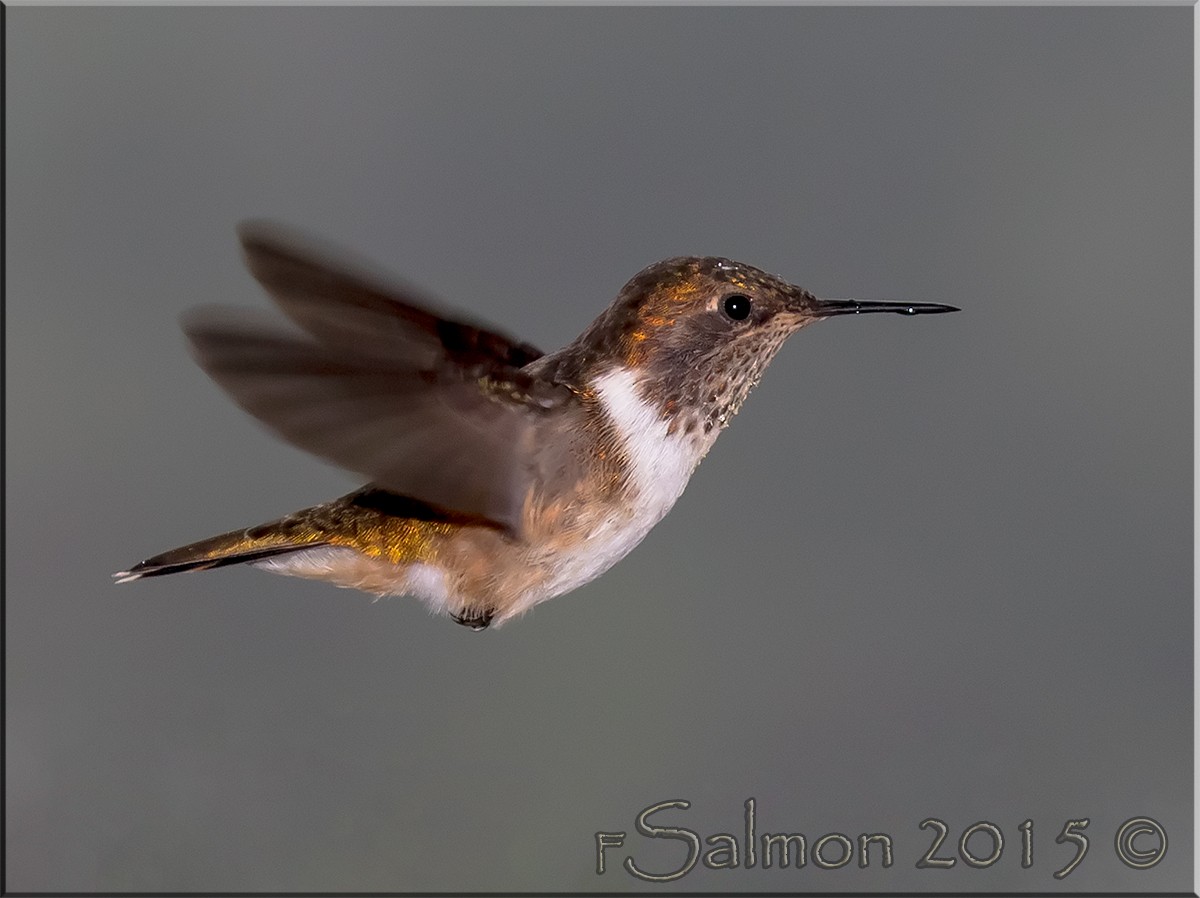 Scintillant Hummingbird - Frank Salmon