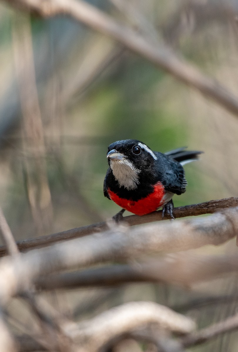 Red-breasted Chat - ML339690151
