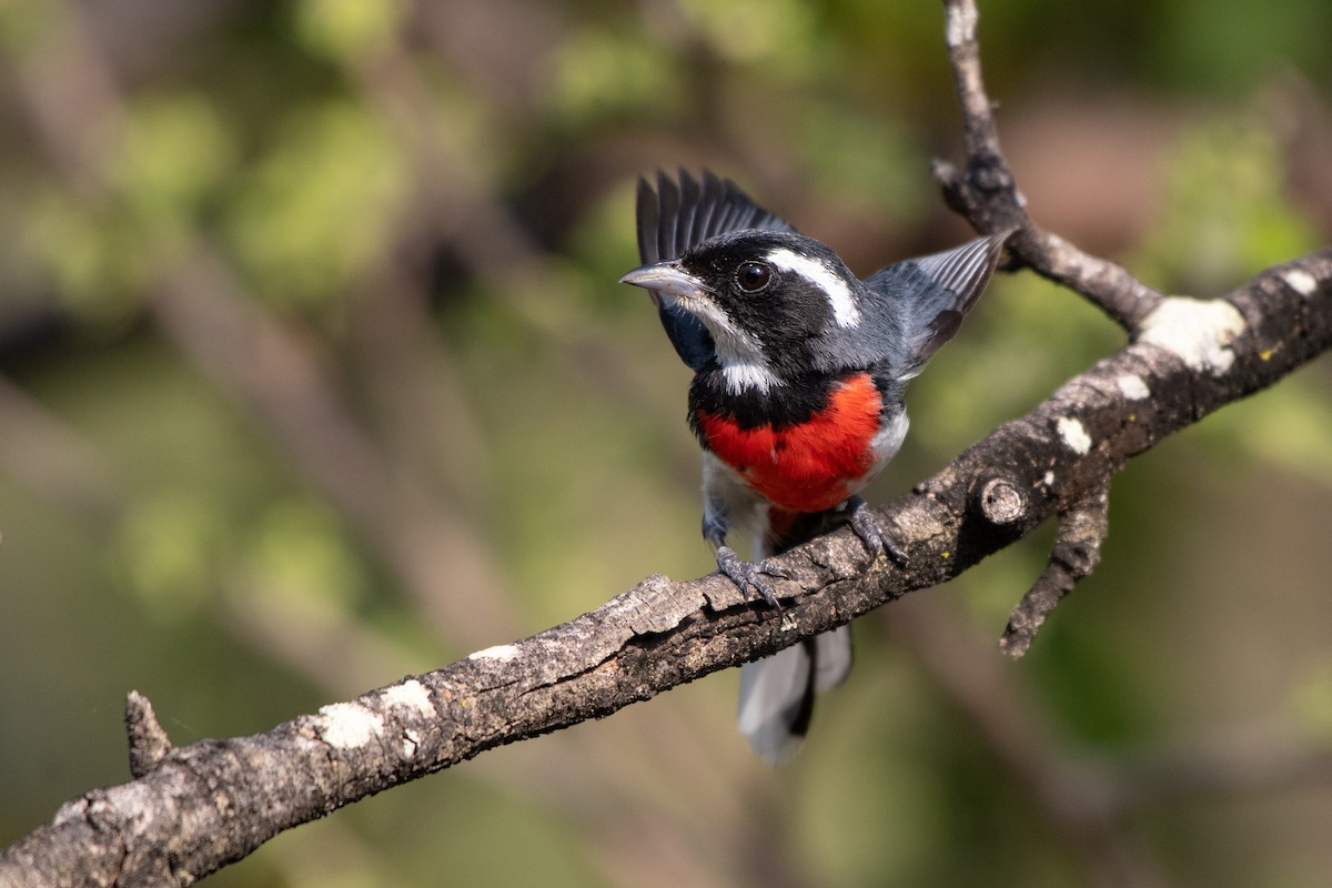 Red-breasted Chat - ML339690191
