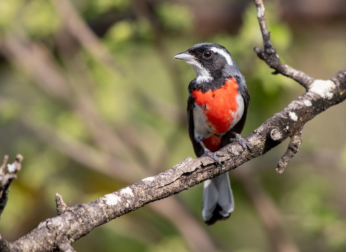 Red-breasted Chat - ML339690211